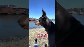 . #Fyp #doberman #pets #YouTube #dream