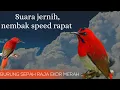 Download Lagu Burung Kolibri sepah raja gacor dan tips perawatan  ll masteran burung kicau