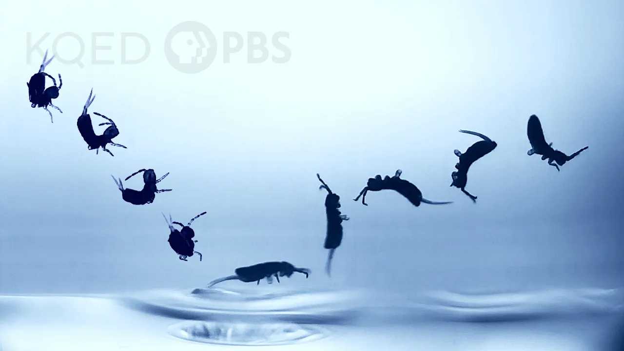 Outline Video Springtails Do Their Own Stunts | Deep Look
