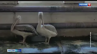 Спасённый пенсионером пеликан успешно освоился в Большереченском зоопарке