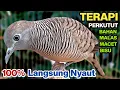 Perkutut Lokal Gacor RAJA PIKAT Ahlinya Bikin Semua Burung Perkutut Gacor Nyaut.