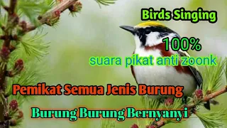 Download Raja Pikat Semua Jenis Burung ( birds ) MP3