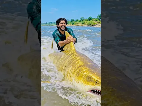 Kia Golden Shark ๐ฆ Pakri Jay Gi ๐จ #ytshorts #ytshorts #funny #youtubeshorts