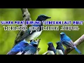 Download Lagu Suara pikat burung tledekan laut ribut