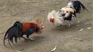 مصارعة الديوك الاصيلة دندنها
