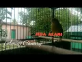 Download Lagu Masteran Kenari Jernih 100% ampuh dengan jeda 5 detik  alami