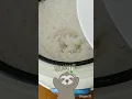 Download Lagu cara masak nasi di rice cooker #shorts
