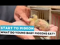 Start to pigeon what do young baby pigeons eat