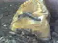 squirmy worm