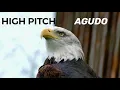High and low pitch sounds Examples Sonidos graves y agudos Ejemplos