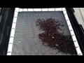 Worm sifter
