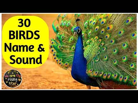 Download MP3 30 Birds Name | पक्षियों के नाम | Birds Sound | WATRstar