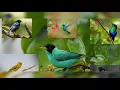 Download Lagu nada dering lucu wa burung hutan Indonesia 5