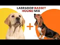 Labrador Basset Hound Mix AKA Bassador