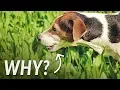 A vet s take Why your dog eats grass