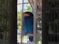 Download Lagu BURUNG TENGKEK BUTO DURASI 1 MENIT FULL NGEKEK