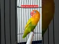 Download Lagu Suara lovebird ngetik tajam lanjut ngekek panjang #lovebird #lovebirds #lovebirdngekekpanjang #birds