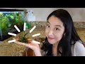 How to Cycle a Tank with Live Plants Part 2 Cycling Experiments