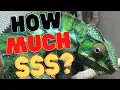HOW MUCH DOES OWNING A CHAMELEON COST - Actual prices-