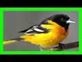 Lagu Baltimore Oriole Bird Song, Sound, Call,Chirp - Turpial De Baltimore Canto - Icterus Galbula