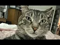 Mackerel Tabby Tales Stripes Sunlight and the Great Door Challenge