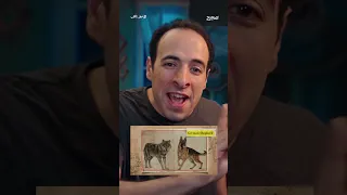 الكلب البلدي Shorts 