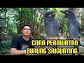 Download Lagu Cara Perawatan Burung Srigunting II Srigunting Kelabu Yang Masih Muda