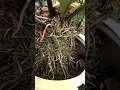 Akar Gelombang Cinta Anthurium Besar