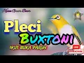 Download Lagu Pleci ngalas nembak PCMI MIX RIBUT BIKIN GACOR NGOTOT