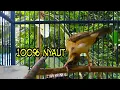 Download Lagu crecetan BURUNG manyar kembang paling digemari