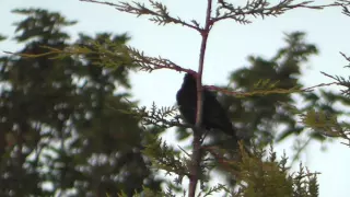 Song Thrush Blackbird Sing 23jun15 Cambridge UK 858p  Song Thrush Blackbird Sing 23jun15 Cambridge UK 858p