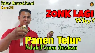 Download | TERNAK KENARI RUMAHAN || Cara 31: Tips mengetahui betina nelur tapi gagal menetas || Anti ZONK | MP3