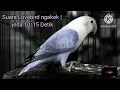 Download Lagu Masteran Lovebird ngekek | jeda 10/15 Detik@blogwongkuli1054