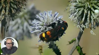Abelha Gigante Polinização