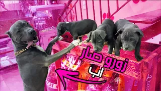 زورو صار اب عنده ثلاث اولاد   دندنها