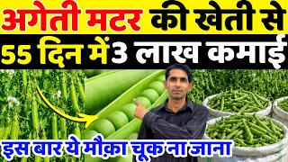 अगेती मटर की वैज्ञानिक खेती | Ageti Matar Ki Kheti | Matar Ki Kheti Kaise Karen | Matar Ki Kheti 