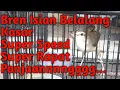 Download Lagu Masteran Ciblek Sawah Gacor Bren Isian Belalang Emas / Belalang Raja Kasar Speed Super Rapat