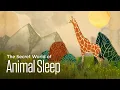 The Secret World of Animal Sleep Sleepless on the Savanna