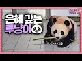 Download Lagu (SUB) [전지적 할부지 시점] ep.223 할부지에게 대나무를 선물하는 루이🎁 그리고 막강하게 돌아온 후동석까지! 바오패밀리의 매콤달콤한 일주일ㅋㅋㅋ│Panda World