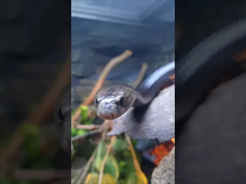 Indian Cobra. #shorts #animals #snake