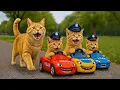 Download Lagu Mama Cat Trims Fur on the Farm and Makes Tiger Hat For Kittens At Home🐾🎩🐯