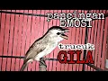 Download Lagu Trucukan mana yang gak NYAUT ikut TARUNG dengan pancingan trucuk Gila MBESET GARUDA ROPEL ini