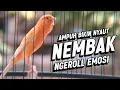 Download Lagu KENARI GACOR PANJANG Emosi Cuit Cuit NGEROL AMPUH utk Pancingan Kenari Paud dan Masteran Murai Batu