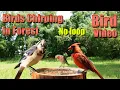 Download Lagu 24/7 Birds Singing in the Woods, CatTV, Relaxing Sound for Separation Anxiety, DogTV