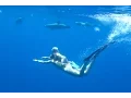 Download Lagu A baby free diving with dolphins at Marsa Nakari, Red Sea