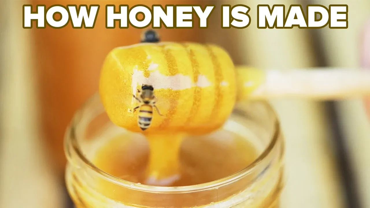 How Honey Is Made Tasty