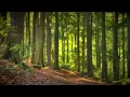 Download Lagu 🌳 4K - Relaxing Nature Sounds For Stress Relief, Forest Sounds, Bird Song
