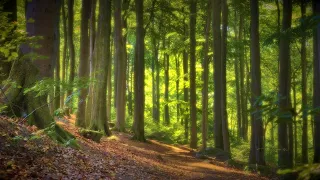 4K Relaxing Nature Sounds For Stress Relief Forest Sounds Bird Song 