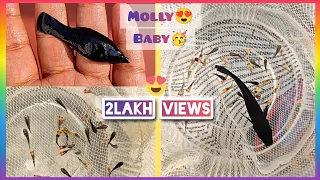 my black molly giving birth 30fries how to know when molly fish will give birth fish aquarium