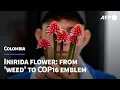 Lagu Colombia's Inirida flower: from 'weed' to COP16 emblem | AFP